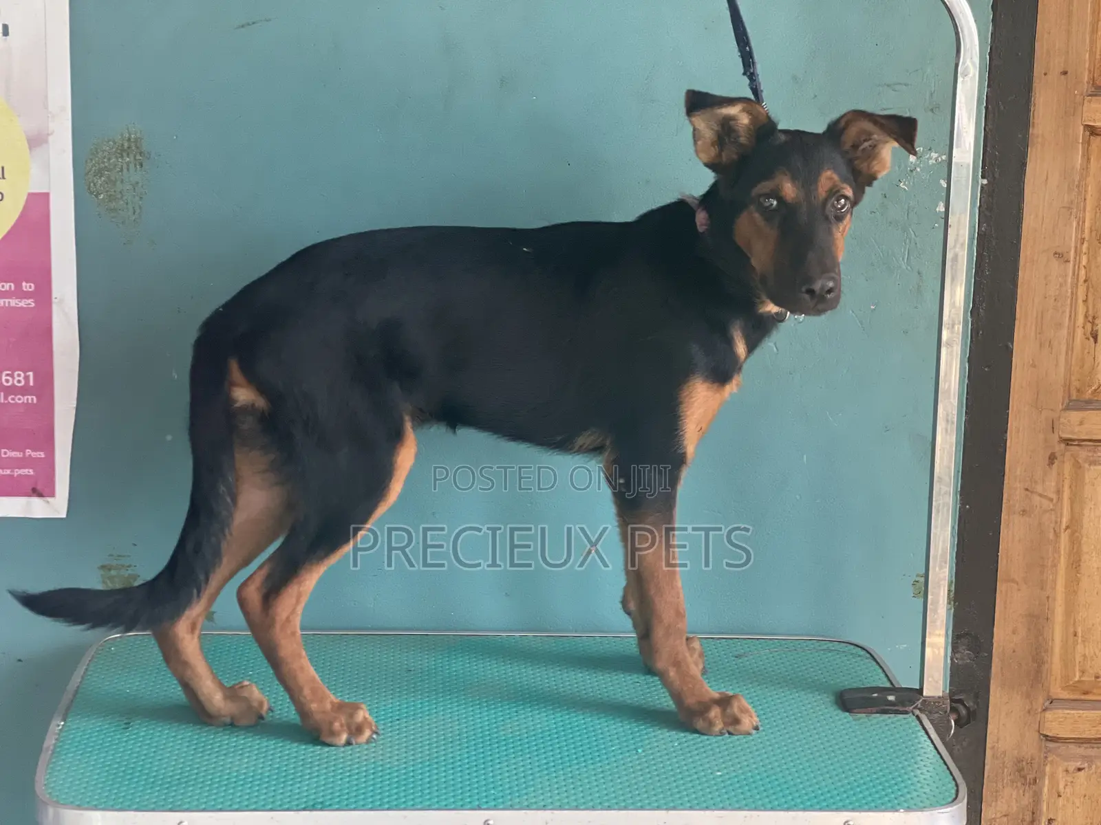 1-3 months Male Purebred German Shepherd