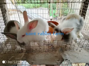 Rabbits in Ghana for sale Prices on Jiji.com.gh