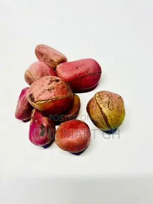 African Kola Nut