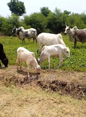 Best Price Cow's and Rams for Sale