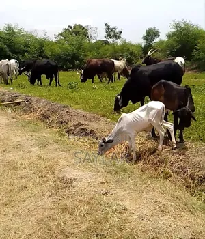 Best Price Cow's and Rams for Sale