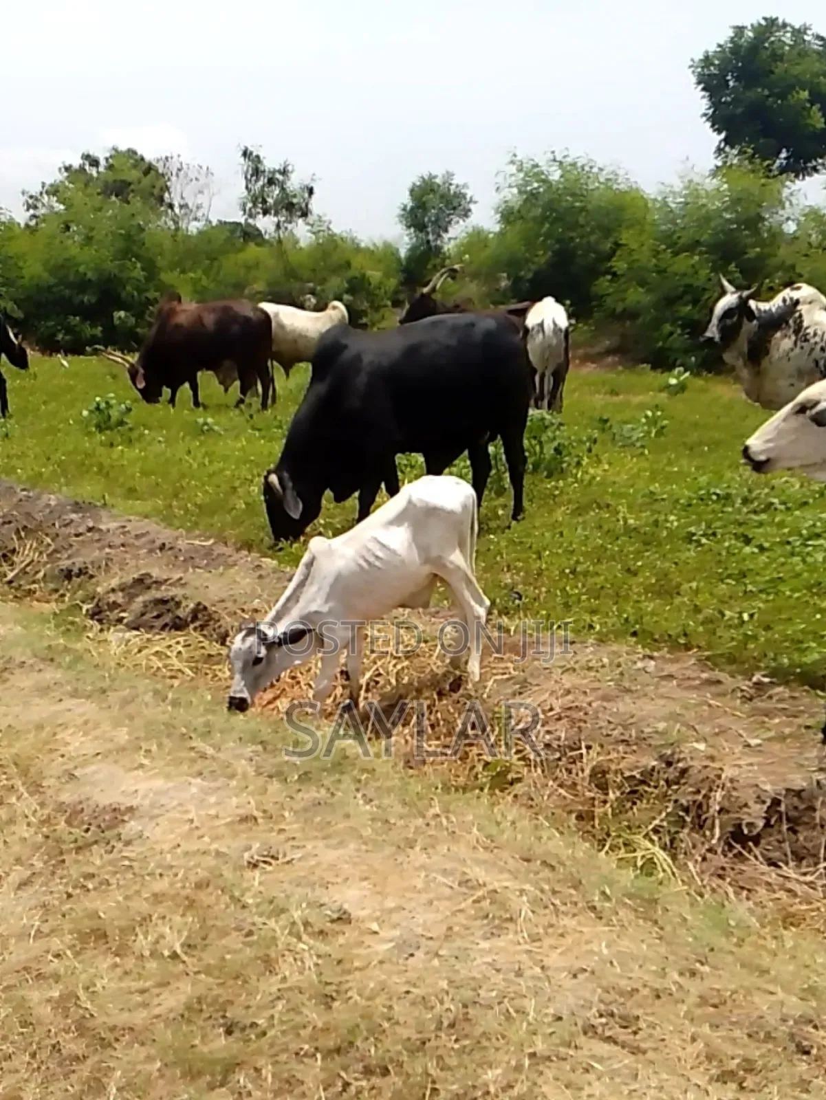 Best Price Cow's and Rams for Sale