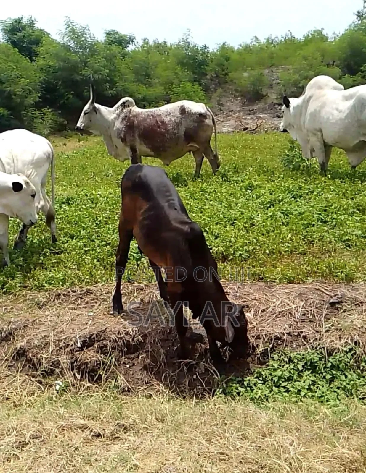 Healthy Cow's and Rams for Sale