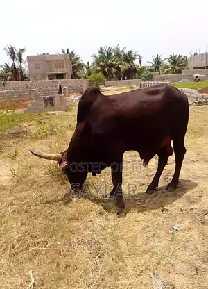 Healthy Cow's and Rams for Sale