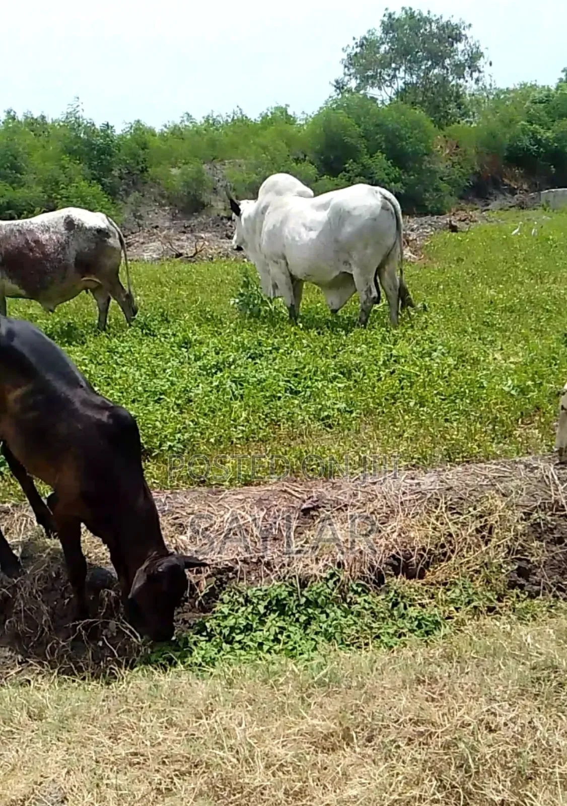 Healthy Cow's and Rams for Sale