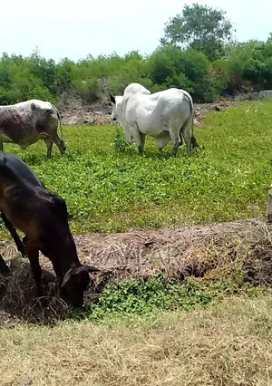 Healthy Cow's and Rams for Sale