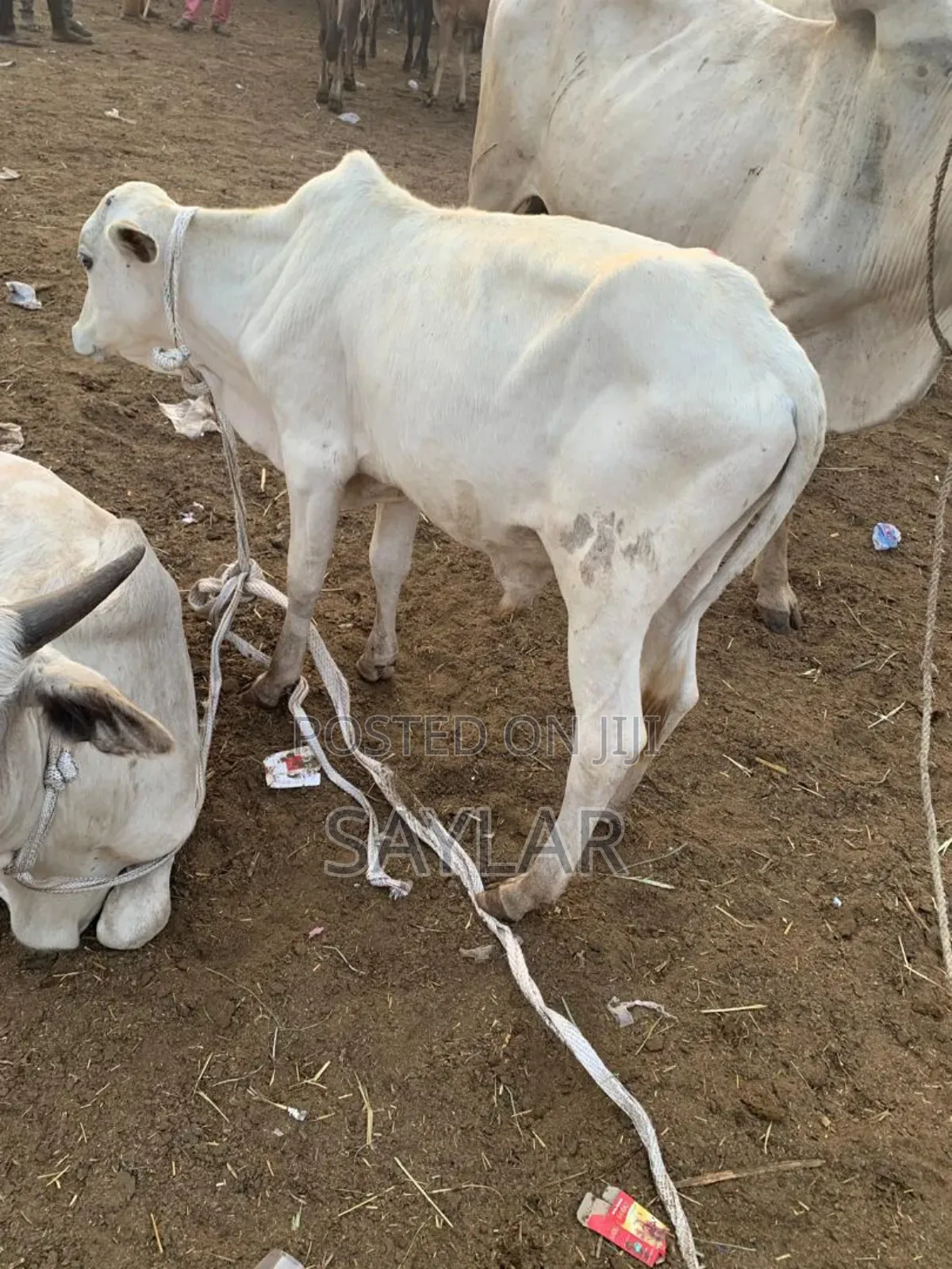 Young Cow's for Future Investment