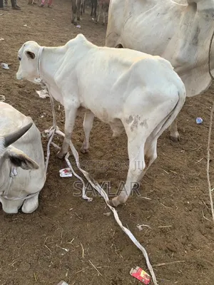 Young Cow's for Future Investment