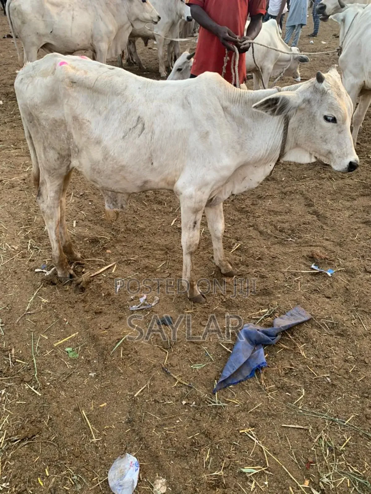 Young Cow's for Future Investment
