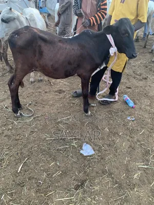 Young Cow's for Future Investment