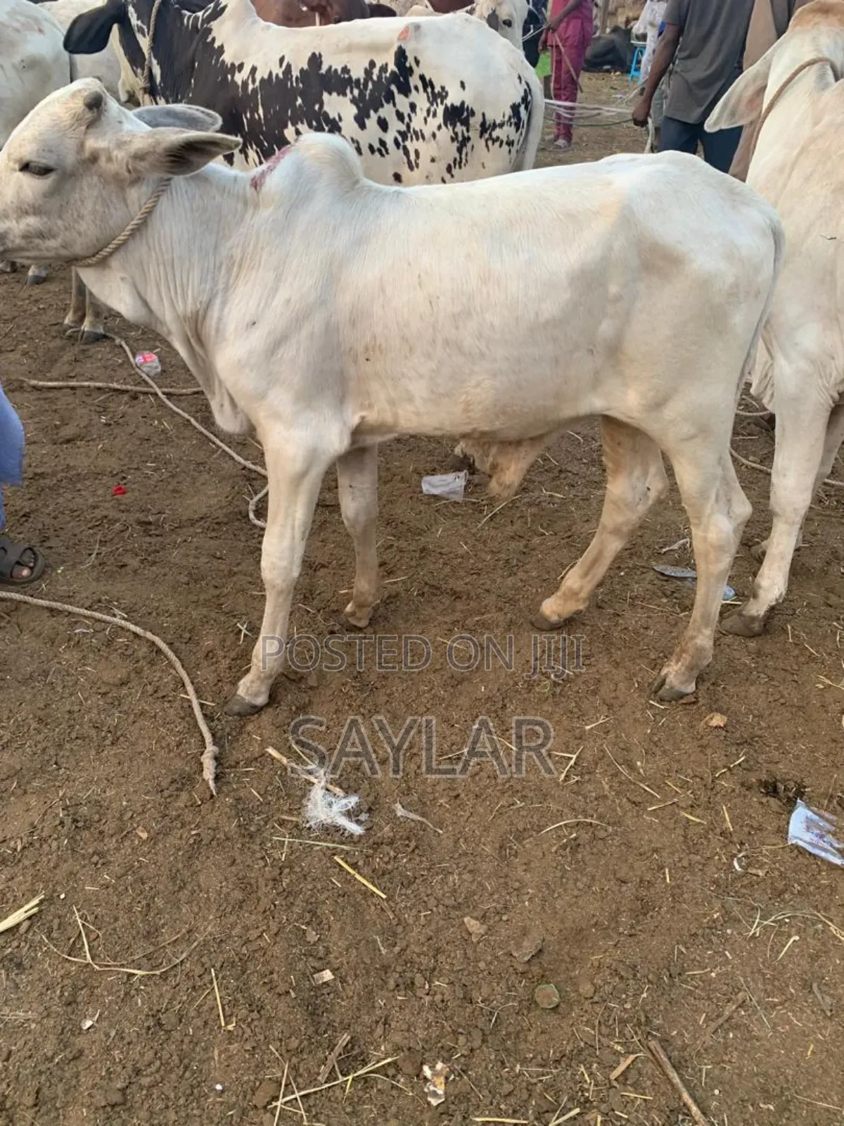 Young Cow's for Future Investment