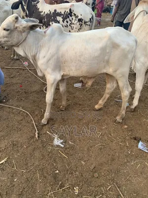 Young Cow's for Future Investment
