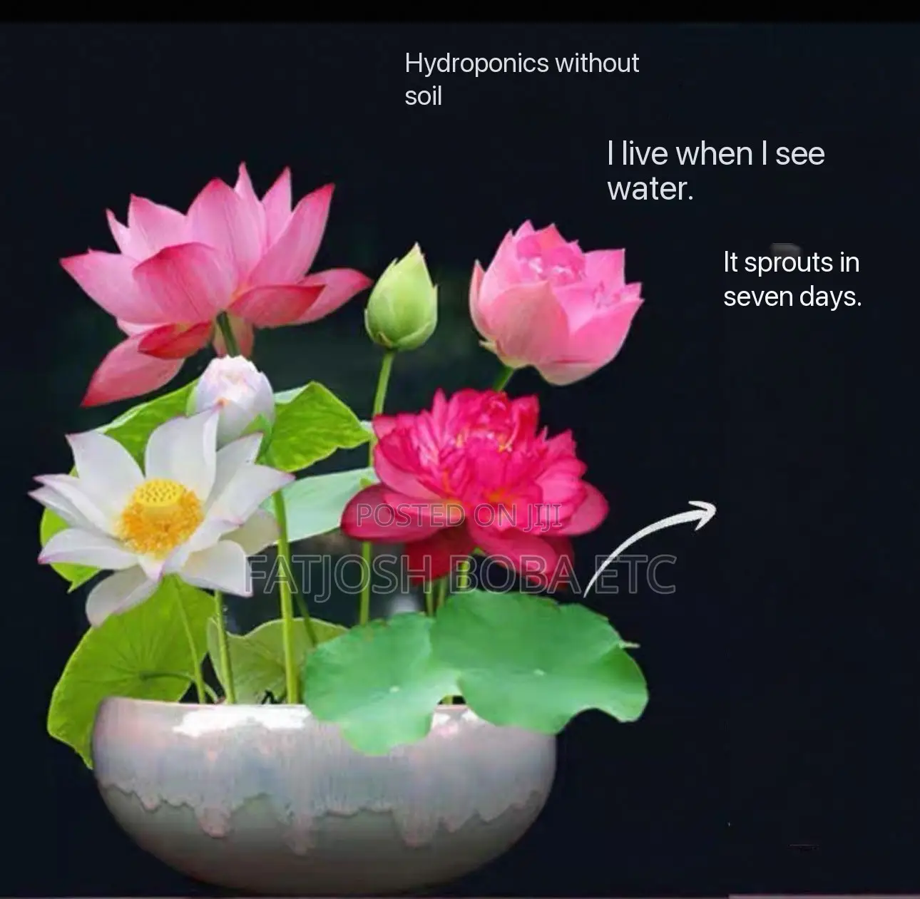 Hydroponic Lotus Flower Seeds