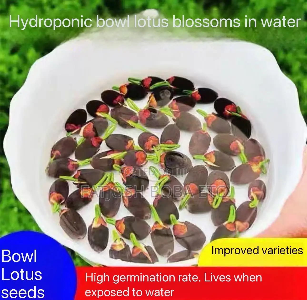 Hydroponic Lotus Flower Seeds