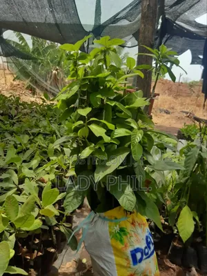 Quality Grafted N Ungrafted Hass,Nkuto N Hybrid Pear Seedlin