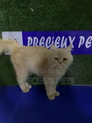 1+ year Female Purebred Persian