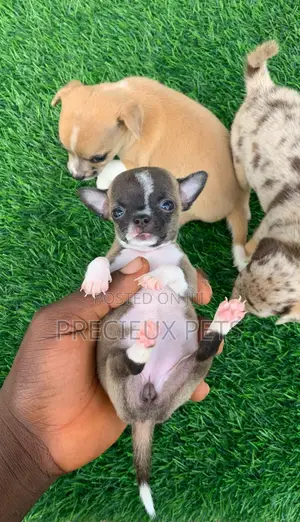 1-3 months Female Purebred Chihuahua