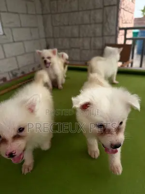1-3 months Female Purebred Japanese Spitz