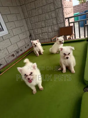 1-3 months Female Purebred Japanese Spitz
