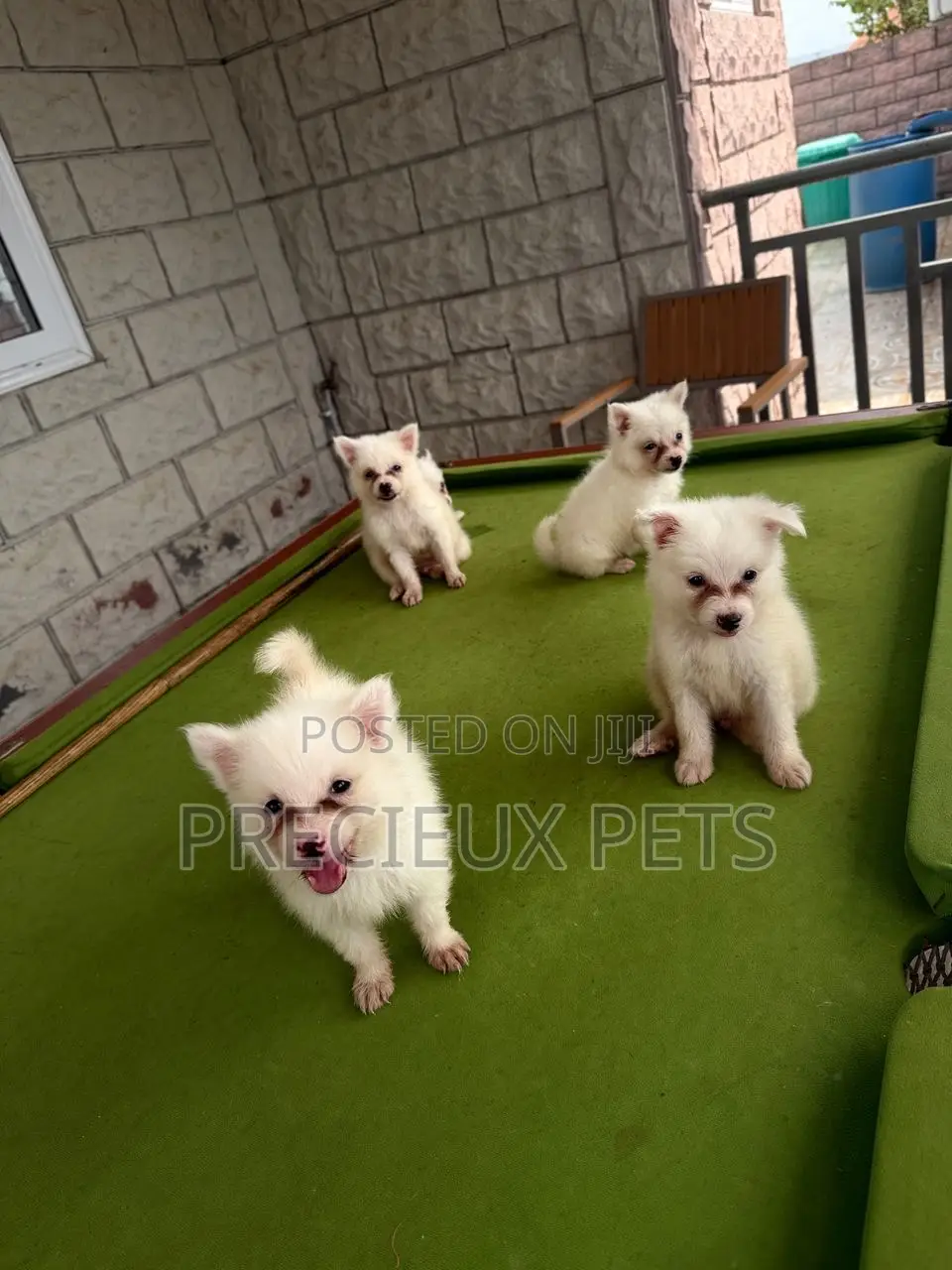 1-3 months Female Purebred Japanese Spitz