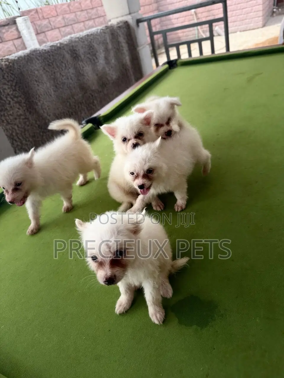 1-3 months Female Purebred Japanese Spitz