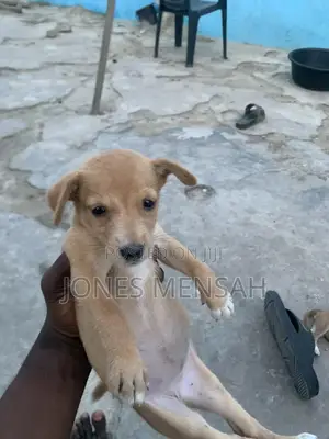 1-3 months Female Mixed Breed Dog