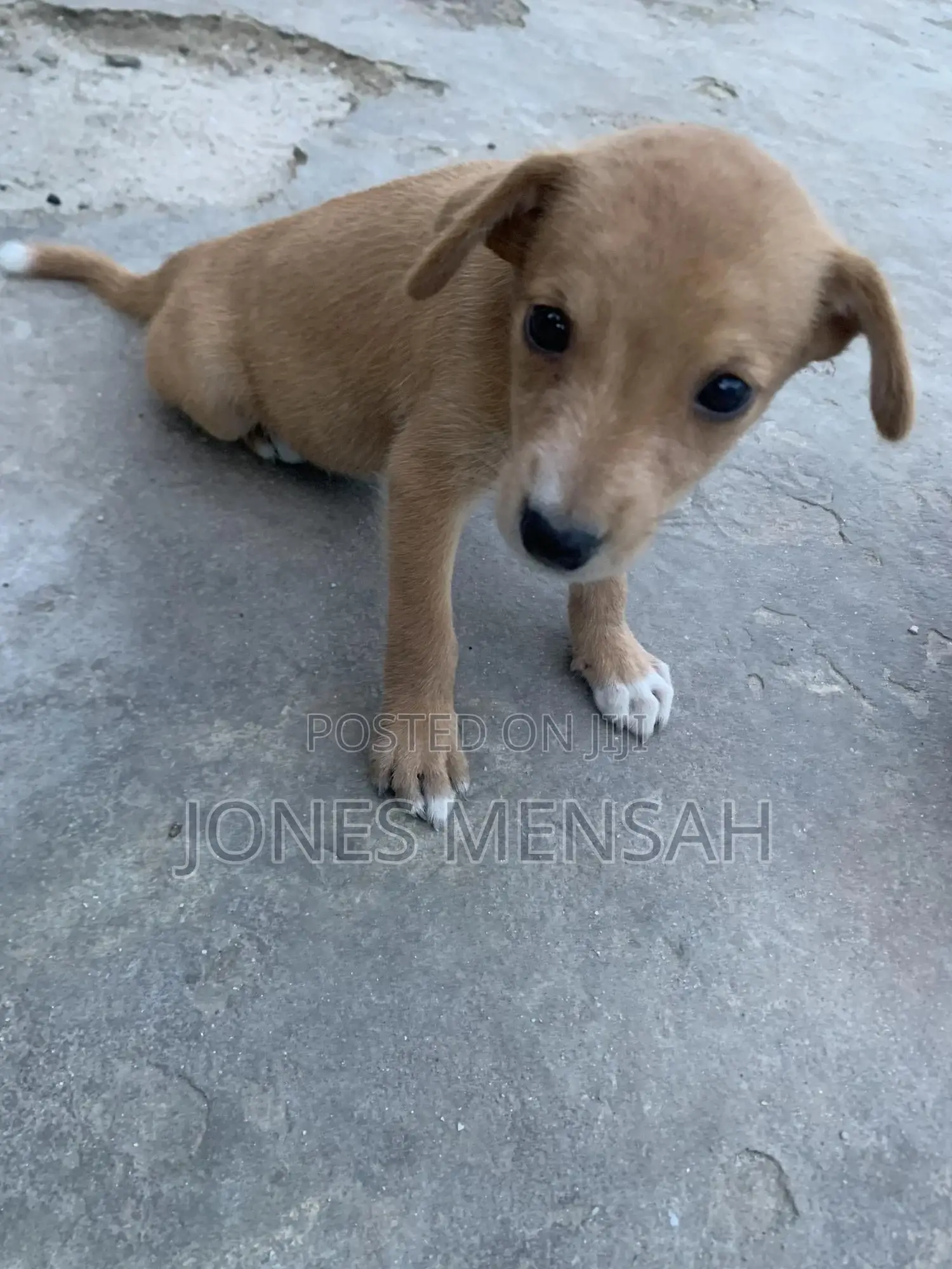 1-3 months Female Mixed Breed Dog