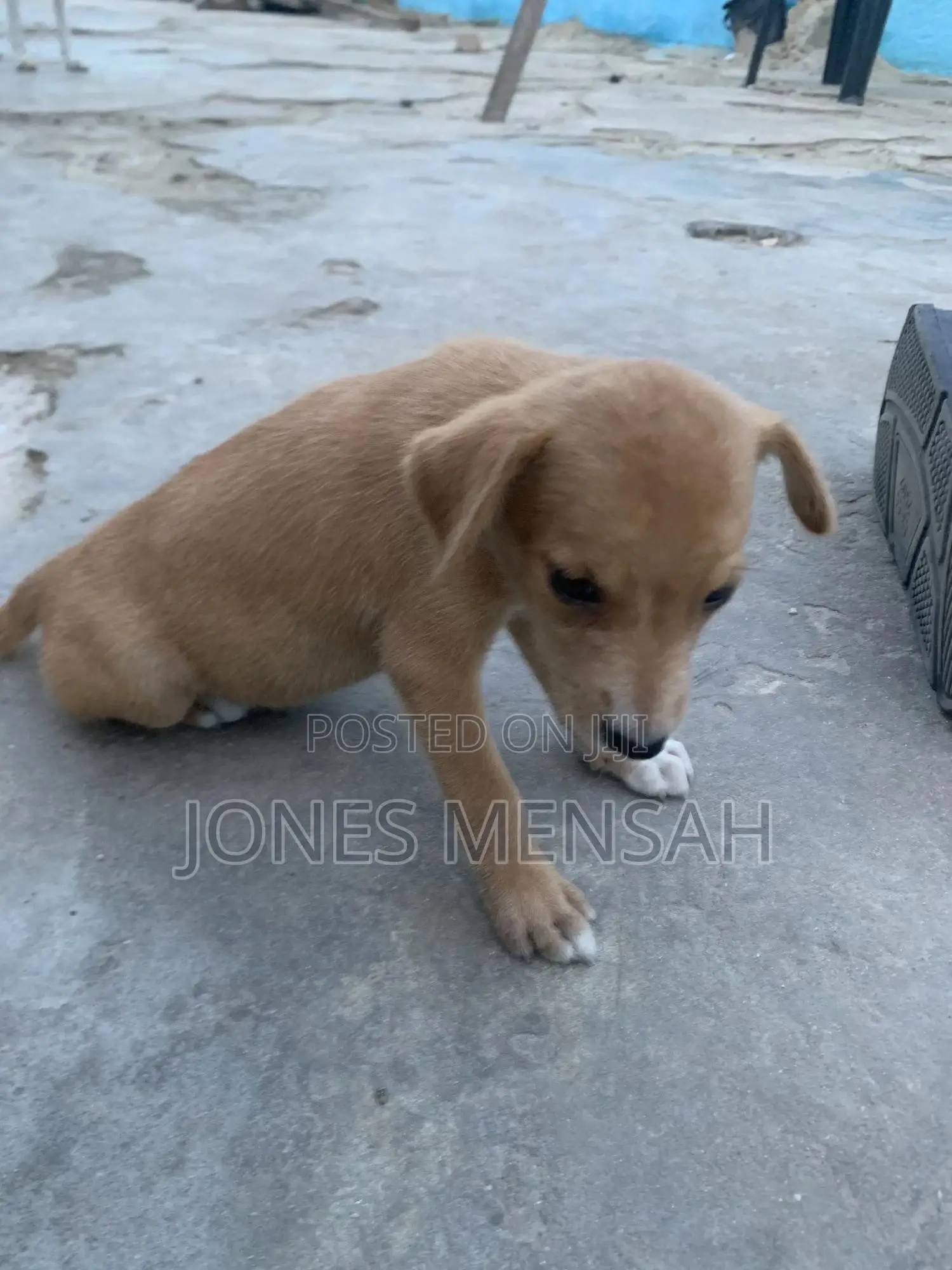 1-3 months Female Mixed Breed Dog