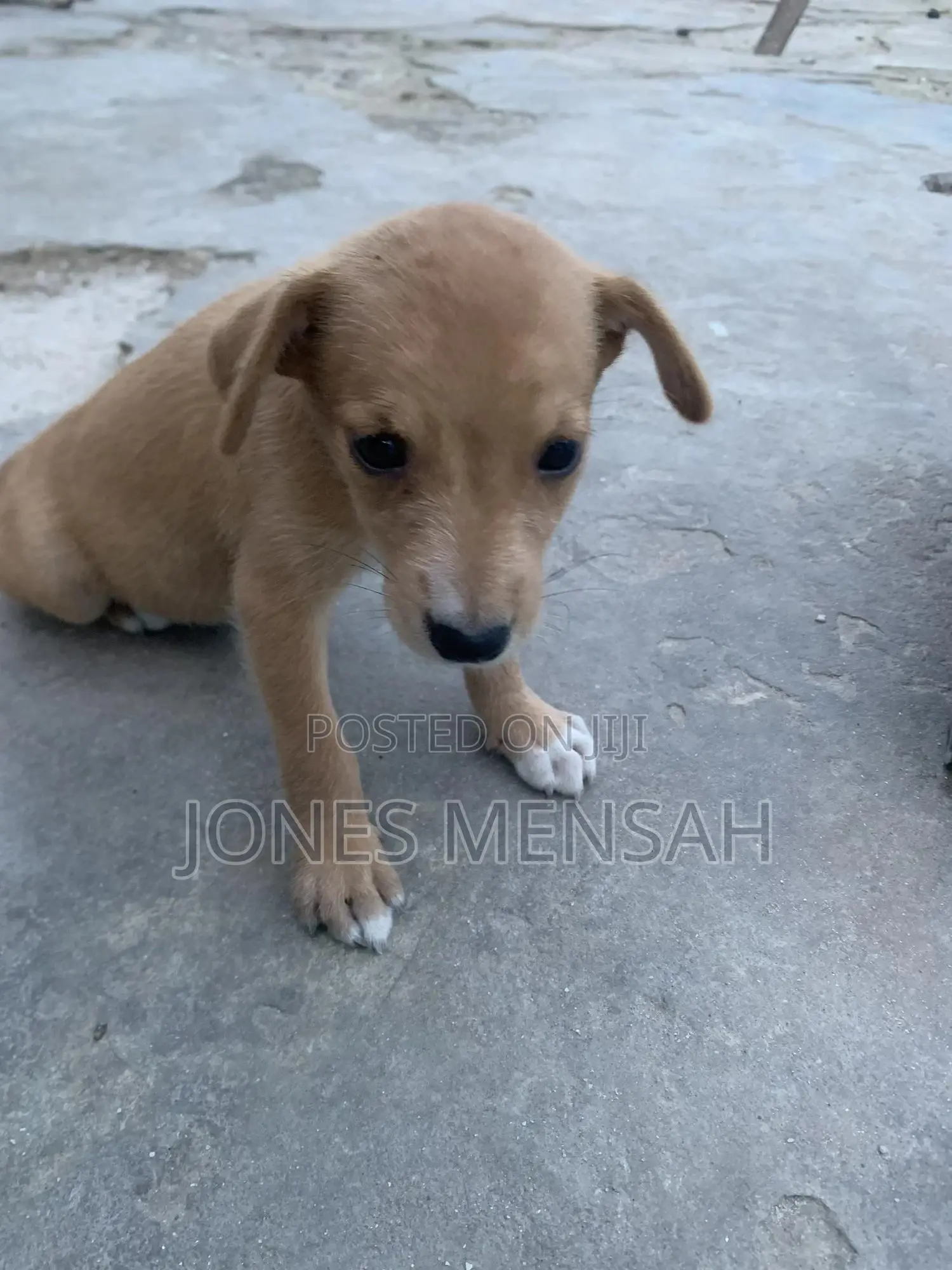 1-3 months Female Mixed Breed Dog