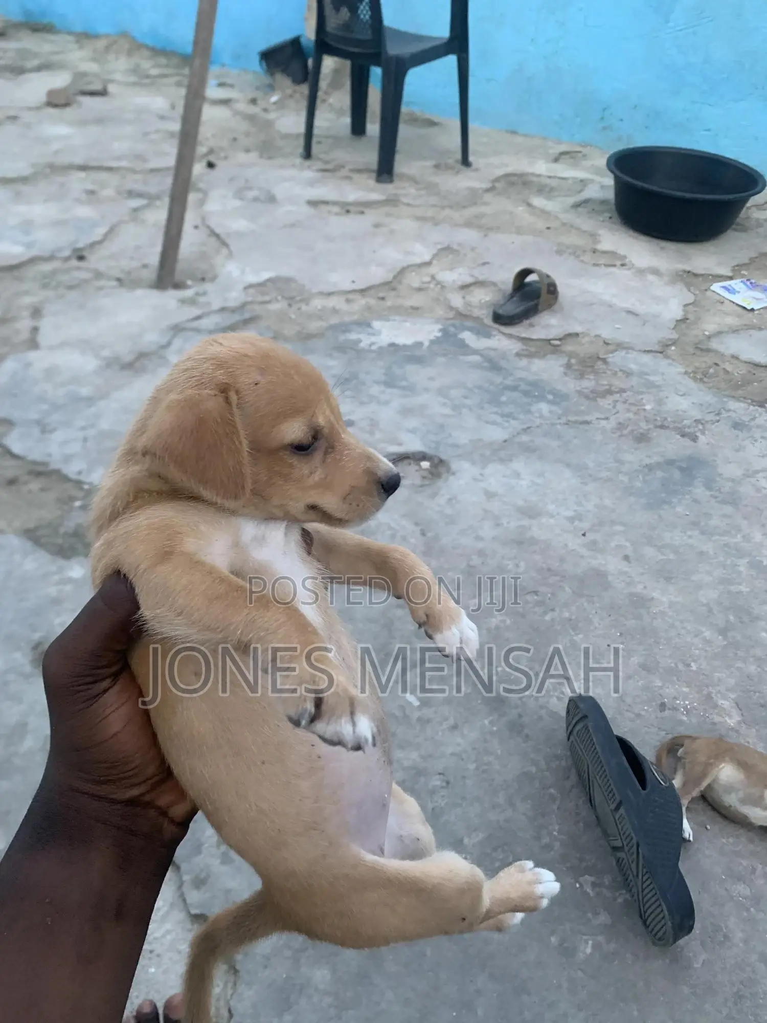 1-3 months Female Mixed Breed Dog
