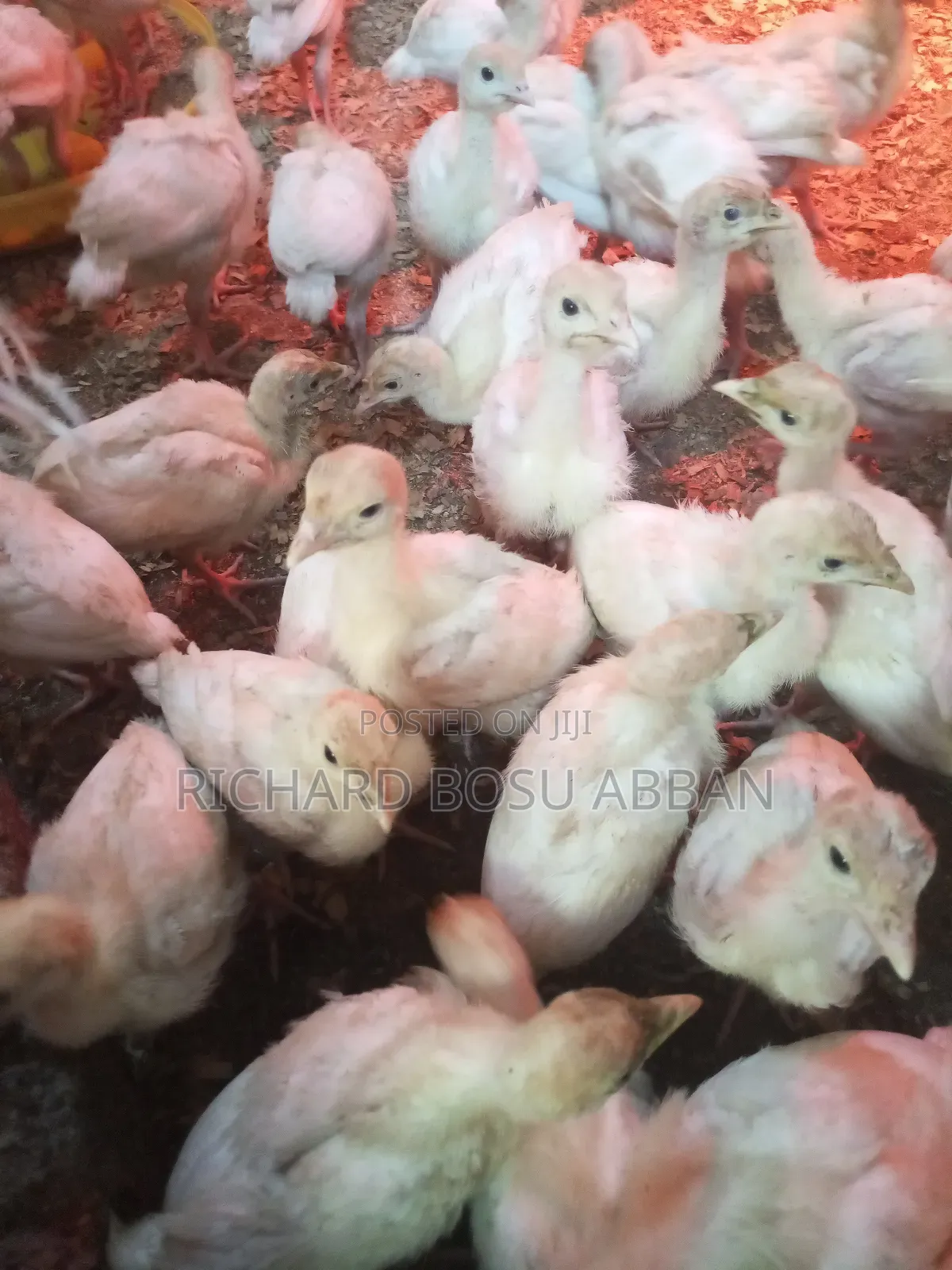 Weeks Imported Turkey Poults for Sale