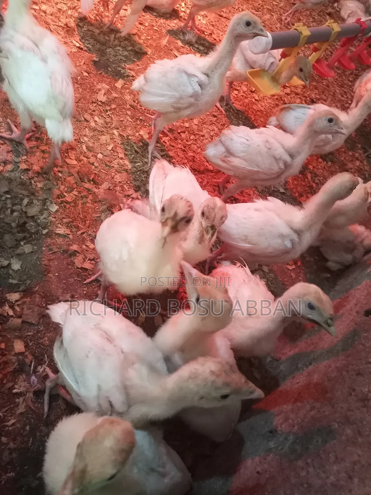 Weeks Imported Turkey Poults for Sale