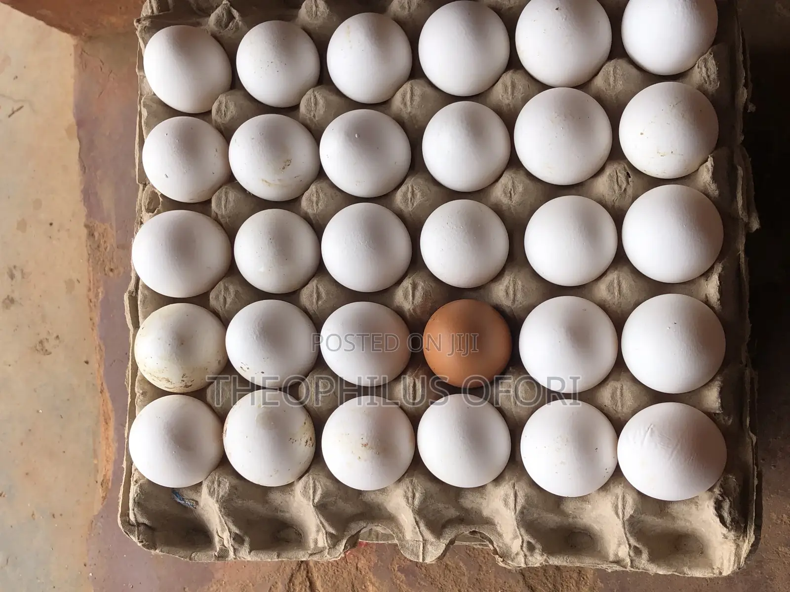 Eggs and Poultry Feeders for Sale