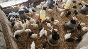 Imported Turkey Poults