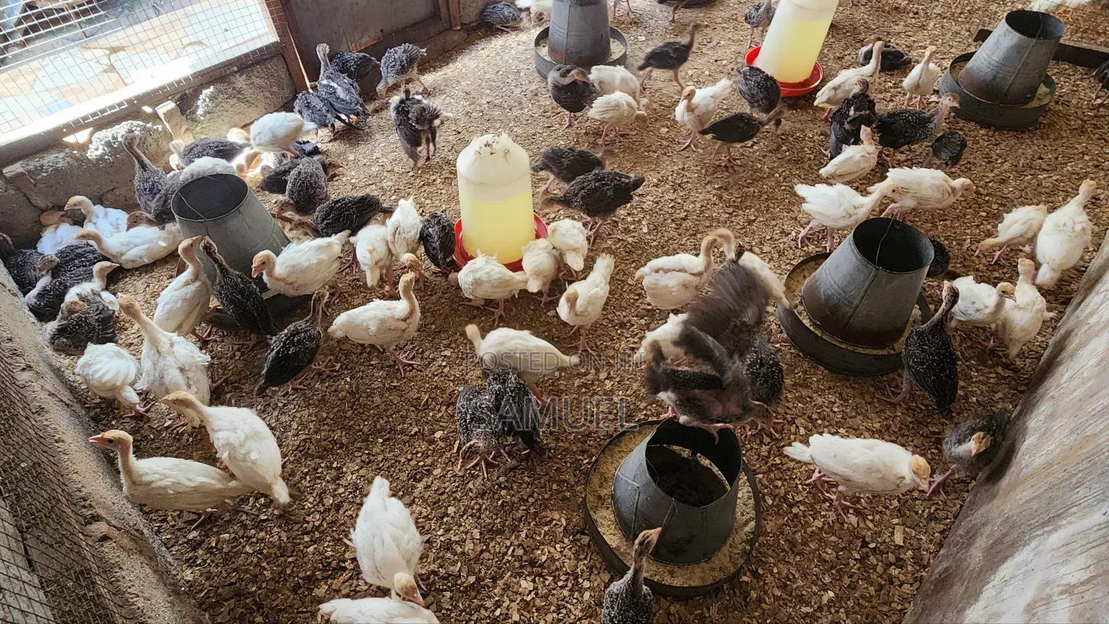 Imported Turkey Poults