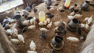 Imported Turkey Poults