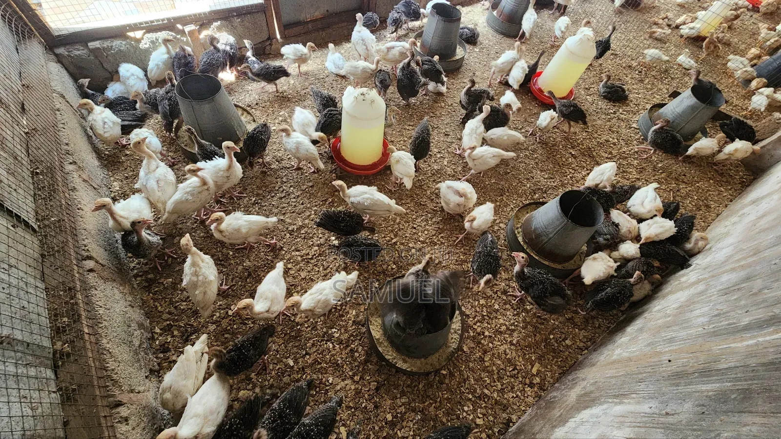 Imported Turkey Poults