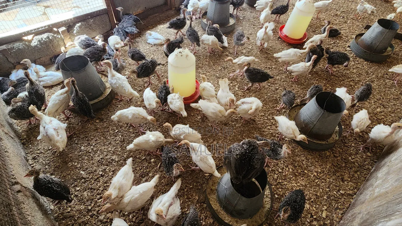 Imported Turkey Poults