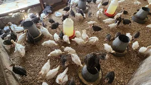 Imported Turkey Poults