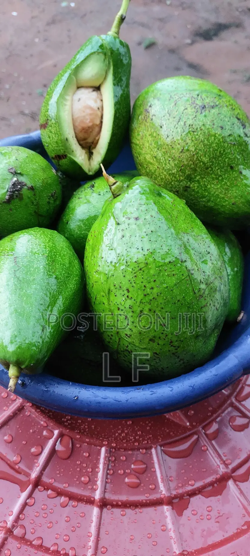 Large Avocados for Sale