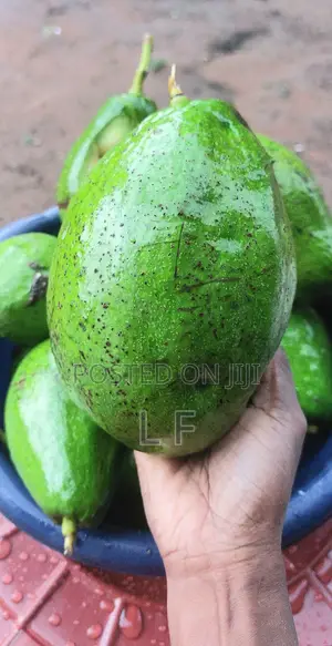 Large Avocados for Sale