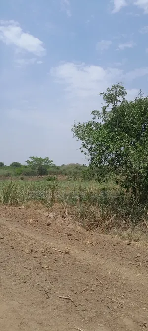 Own a Plot at Palm Hills- 15 Minutes Off Accra-Winneba Road