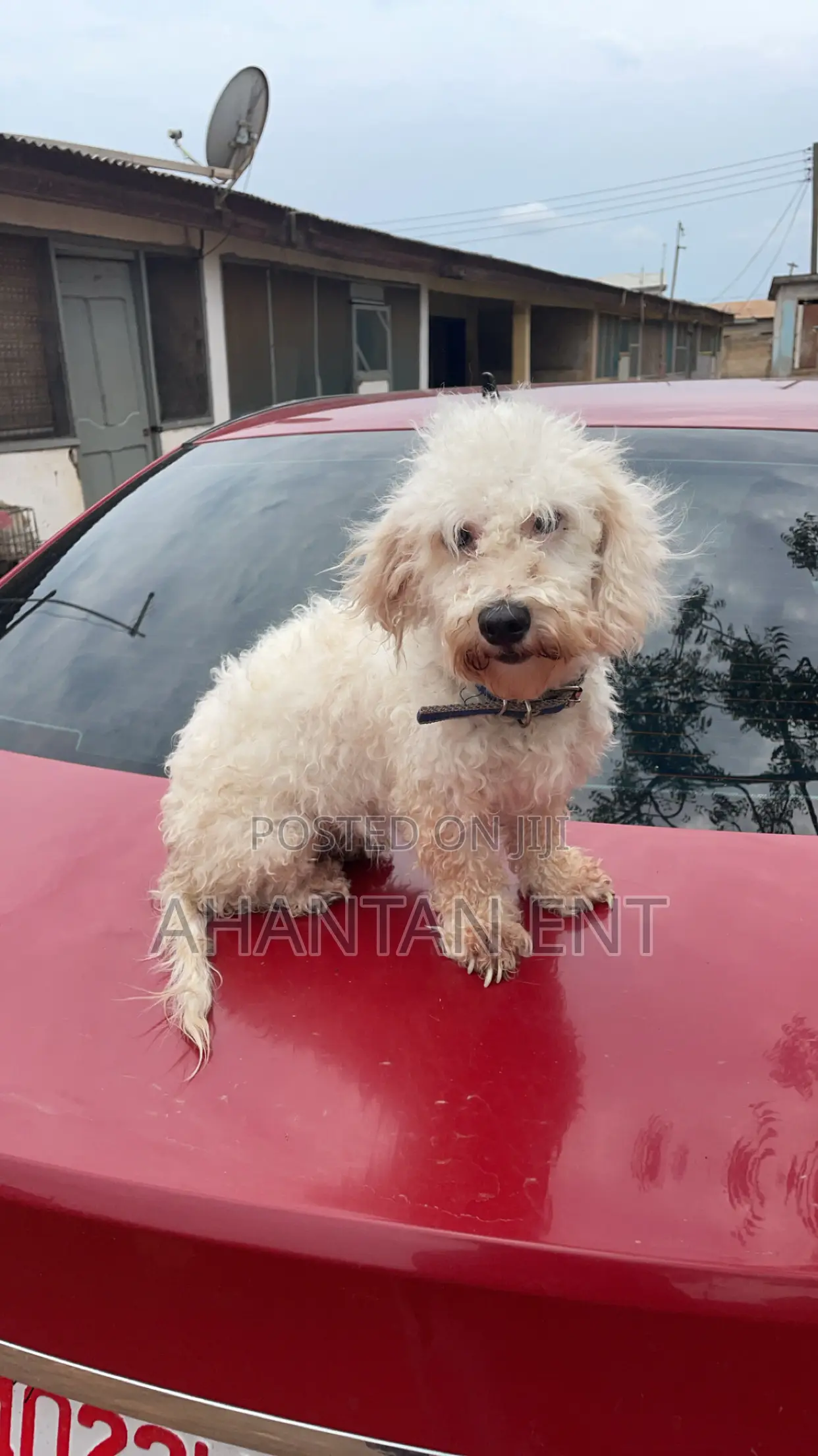 1+ year Female Purebred Maltese