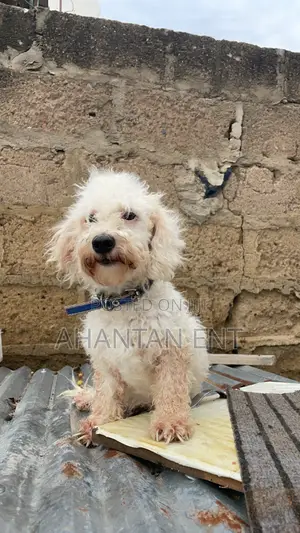 1+ year Female Purebred Maltese