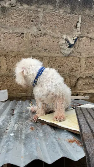 1+ year Female Purebred Maltese