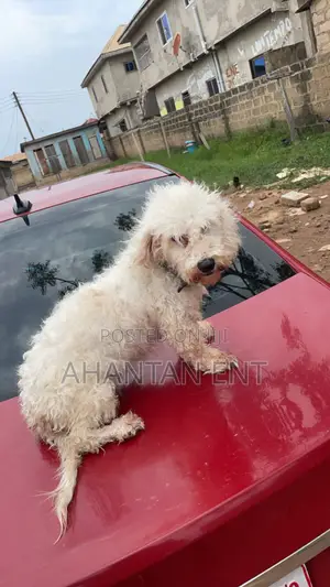 1+ year Female Purebred Maltese