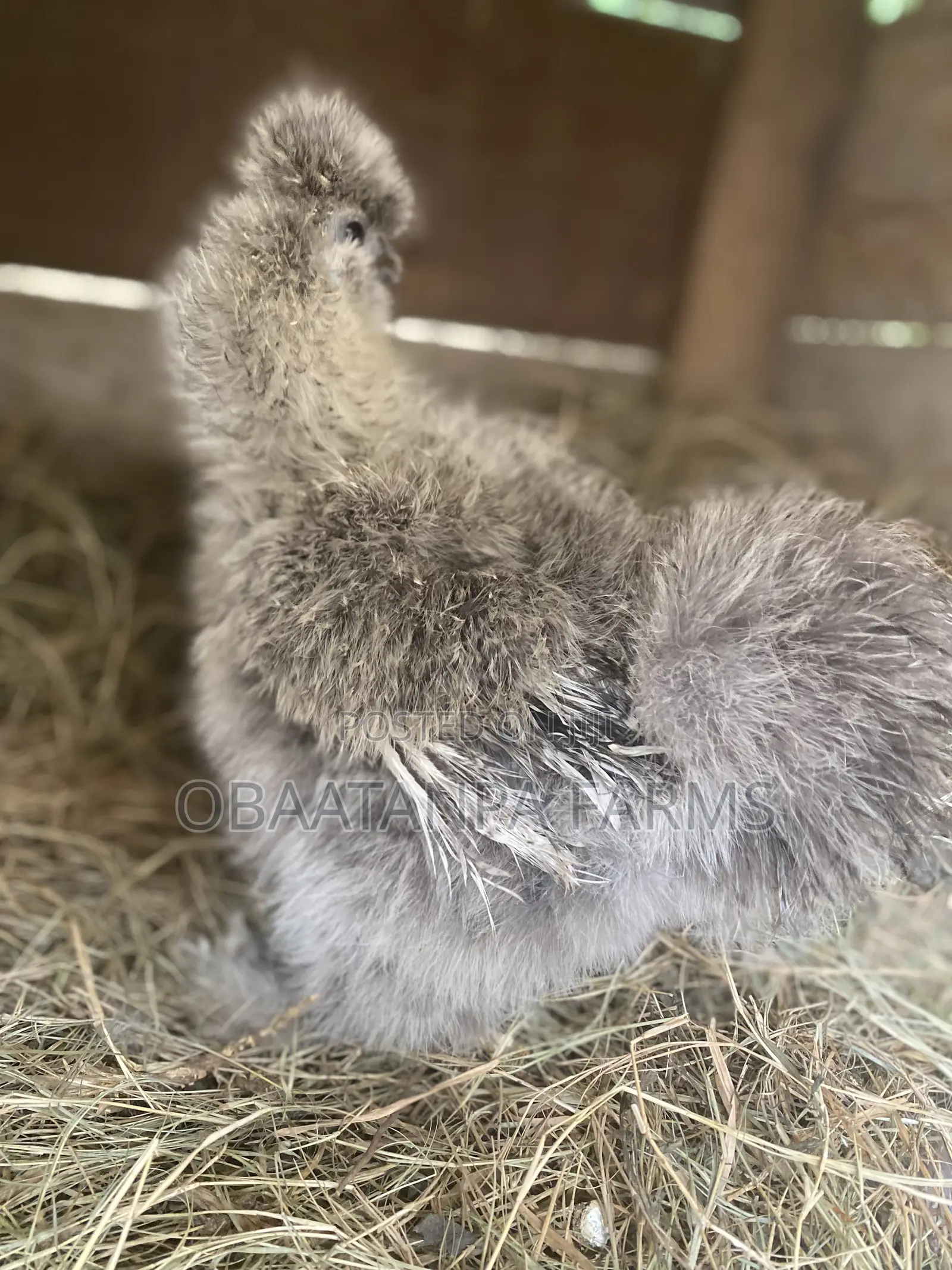 Matured Silkies Chickens Available