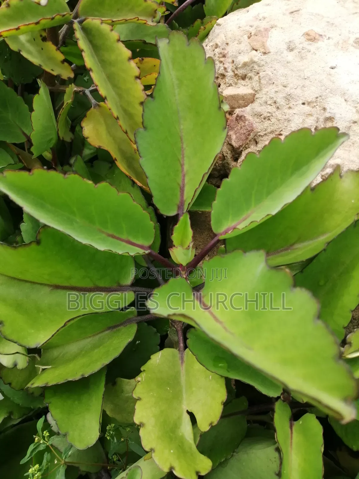 Miracle Leaf Taameawu – Ultimate Health Inner Spirit Herbs
