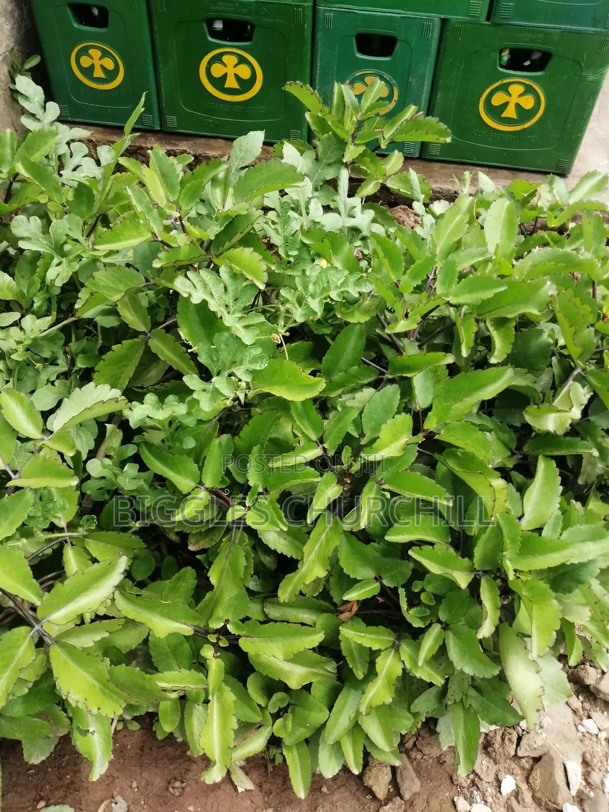 Miracle Leaf Taameawu – Ultimate Health Inner Spirit Herbs