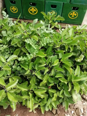 Miracle Leaf Taameawu – Ultimate Health Inner Spirit Herbs